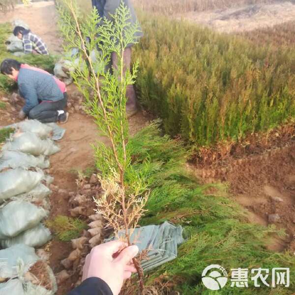 最新侧柏收购市场动态，多重视角下的市场趋势分析