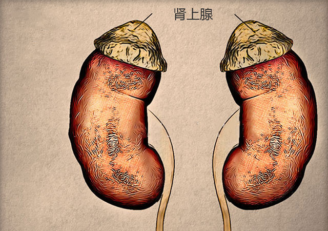 肾上腺最新动态，小巷深处的独特体验