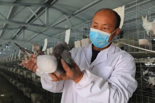最新肉鸽养殖技术教程，小鸽子的成长之旅