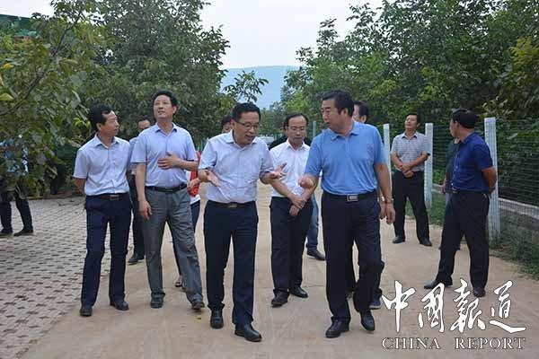 手玩核桃价格解析，市场现象下的多元观点探讨