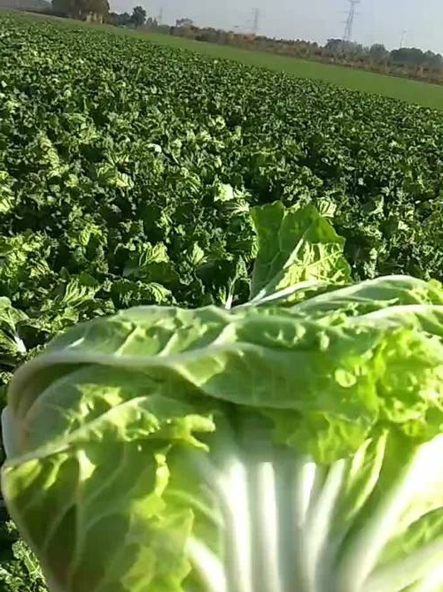 最新大白菜，千变万化，无限成长潜力