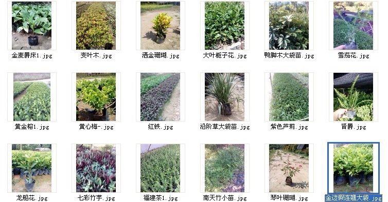 重庆旭阳教育 第17页