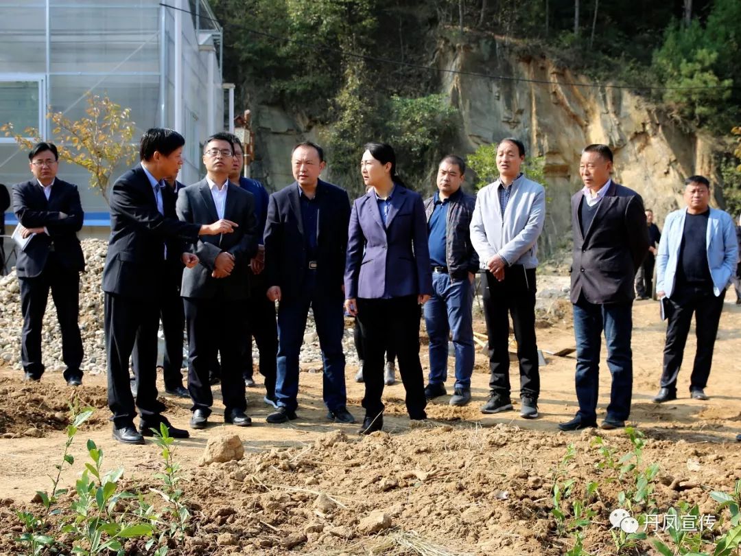 丹凤郑晓燕最新消息揭秘，小巷中的美食秘境探秘之旅